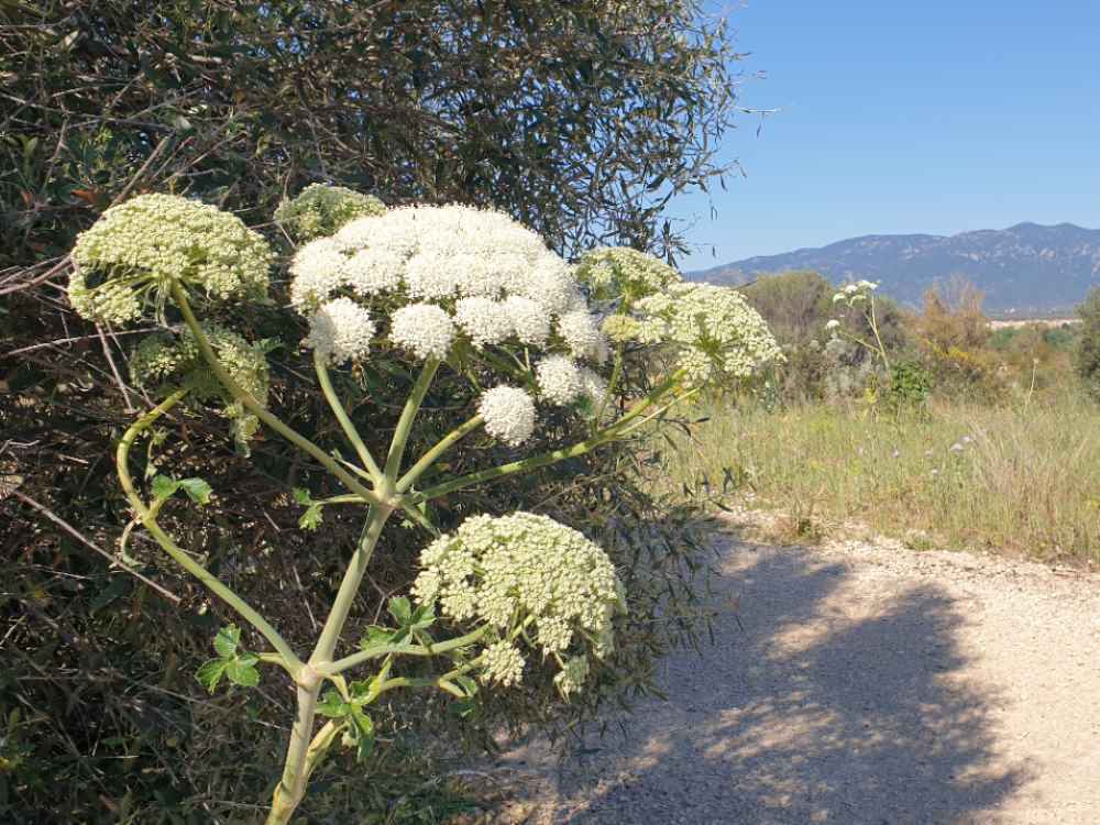 guventeddu3