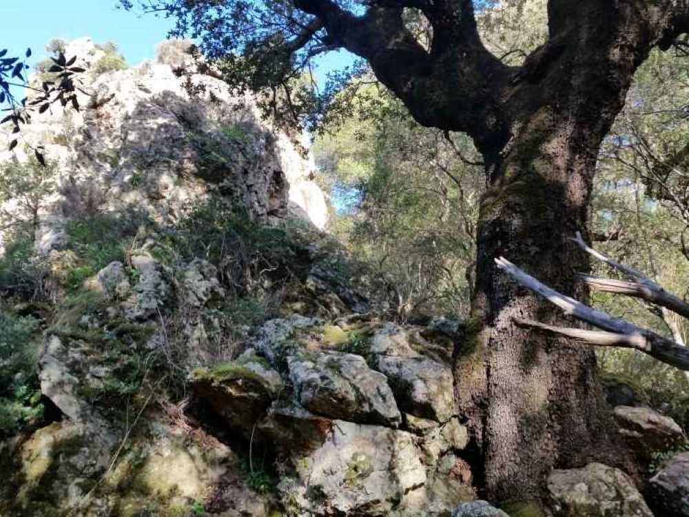 iscioffus4
