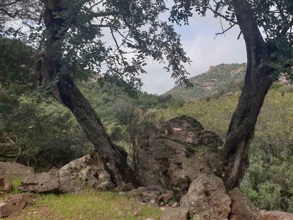 lilloni1