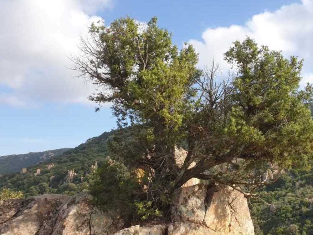 montesale7