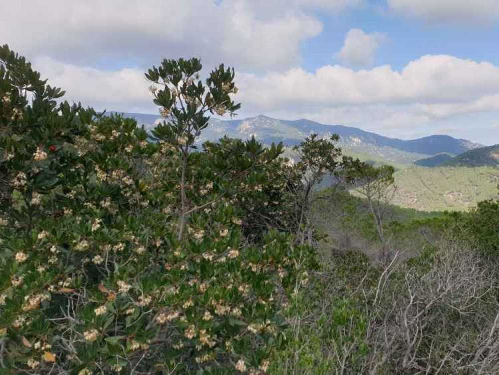 montesale8