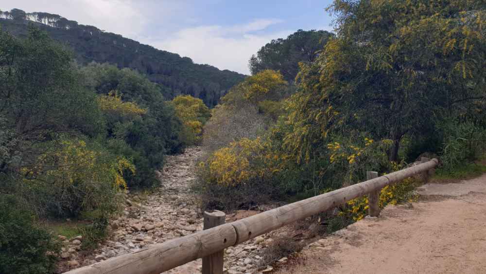 rio pala1