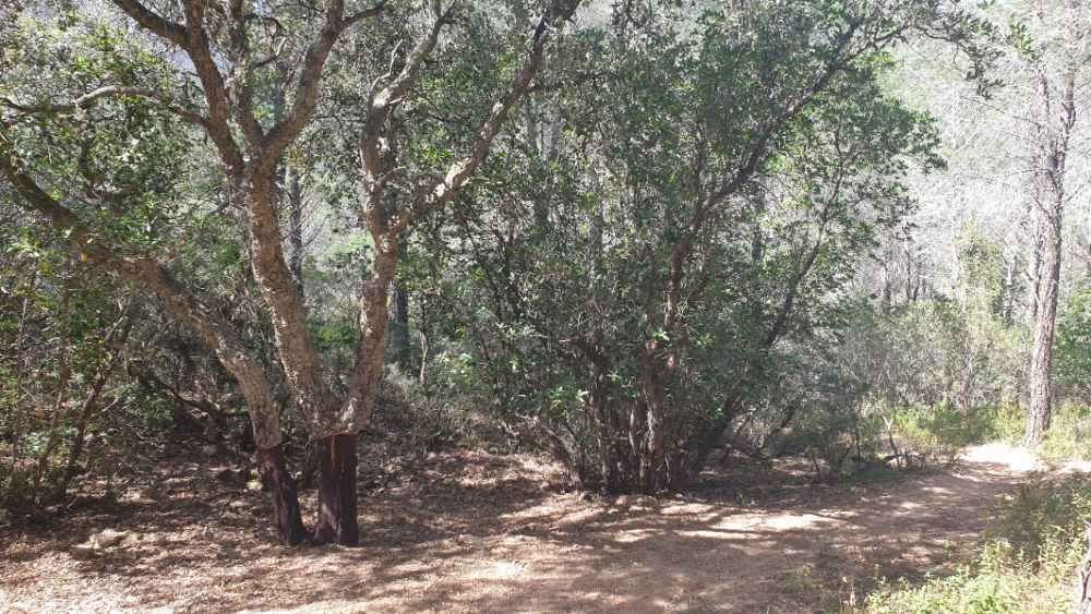 sugattu4